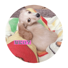 [LINEスタンプ] .すずちゃん.