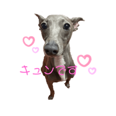 [LINEスタンプ] イタグレゆうちゃろう(♥ω♥*)