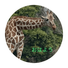[LINEスタンプ] 日常あいさつ（動物）