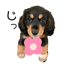 [LINEスタンプ] しゃこたんシゲル