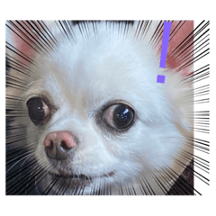 [LINEスタンプ] 犬一匹