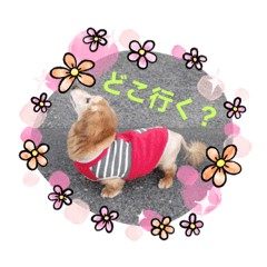 [LINEスタンプ] 我が家の愛犬ときどき息子