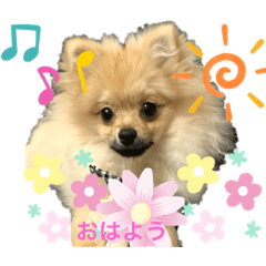 [LINEスタンプ] あんずの日常(ポメラニアン)