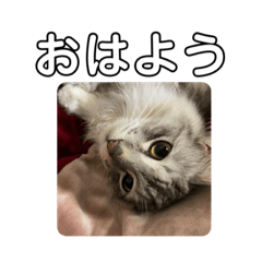 [LINEスタンプ] おがわさんのねこ