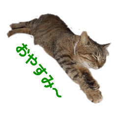 [LINEスタンプ] とっても可愛い猫