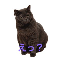 [LINEスタンプ] ブリティッシュショートヘアのジジ