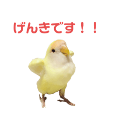 [LINEスタンプ] こざくらいんこ 黄吉の日常
