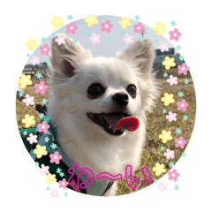 [LINEスタンプ] こたスタンプ 2