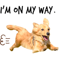 [LINEスタンプ] ポメックスのつぶやき①