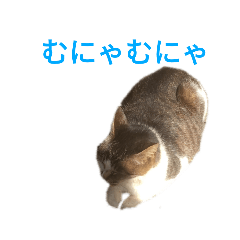 [LINEスタンプ] 第9回野良猫スタンプ