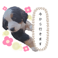 [LINEスタンプ] Rくん（バーニーズオッドアイ）