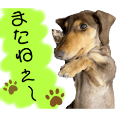 [LINEスタンプ] ミニチュアダックス りん物語のんびり編