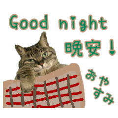 [LINEスタンプ] キジトラ 猫 日本語・英語・台湾語