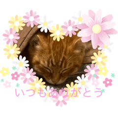 [LINEスタンプ] ☆ねこぱいんにゃっぷる☆