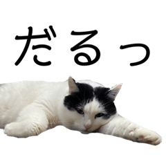 [LINEスタンプ] やる気が出ない猫キキの画像（メイン）