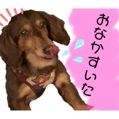 [LINEスタンプ] ミニチュアダックス りん物語
