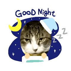 [LINEスタンプ] ネコがネコであるように
