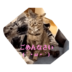[LINEスタンプ] ミル(猫)の日常スタンプ②