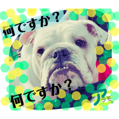 [LINEスタンプ] ブルドッグのアラモ君