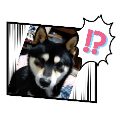 [LINEスタンプ] 磨鳳です