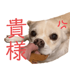 [LINEスタンプ] 研ナモコのきもち