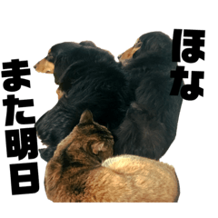 [LINEスタンプ] うちの犬と犬と猫のスタンプ
