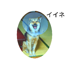 [LINEスタンプ] 気まぐれマー君partⅡ