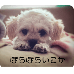 [LINEスタンプ] わんだふるにゃんだふる