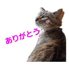 [LINEスタンプ] とっても可愛い猫スタンプ2
