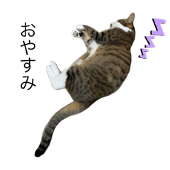 [LINEスタンプ] リクくんの使いやすいスタンプ