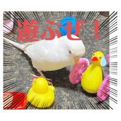 [LINEスタンプ] アルビノインコ きーちゃん5弾！