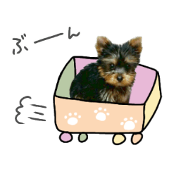 [LINEスタンプ] ヨーキーのきずなちゃん(たまに福太郎)