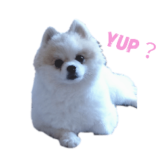 [LINEスタンプ] ポメラニアンの愛犬