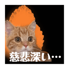 [LINEスタンプ] 猫菩薩