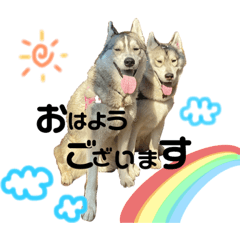 [LINEスタンプ] シベリアンハスキー   シェリアム