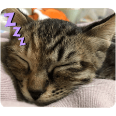 [LINEスタンプ] みかんスタンプ01