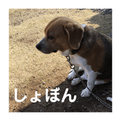 [LINEスタンプ] 色々使えるぷらむちゃん