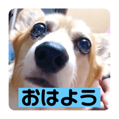 [LINEスタンプ] ラムちゃんスタンプ！