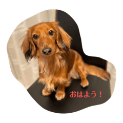 [LINEスタンプ] ミニチュアダックス☆はなちゃんスタンプ