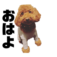 [LINEスタンプ] こーびー(犬)スタンプ