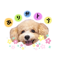 [LINEスタンプ] マルプーこむぎのコメント入りスタンプ