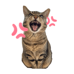 [LINEスタンプ] るいさらすたんぷ