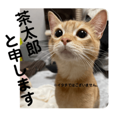 [LINEスタンプ] 茶太郎の毎日-Y家