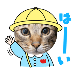[LINEスタンプ] 猫たちの日