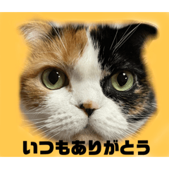 [LINEスタンプ] ラム＆ララ②猫大好きな人に使って欲しい