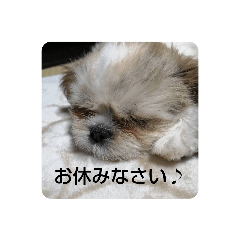 [LINEスタンプ] 日常で使えるスタンプ  シー・ズー