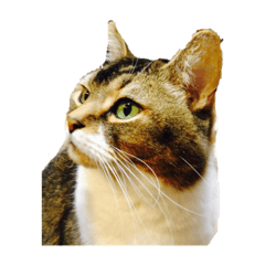 [LINEスタンプ] 猫のスタンプ！！！