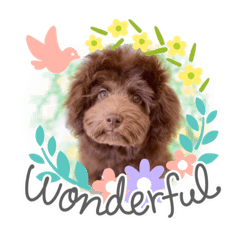 [LINEスタンプ] Australian Labradoodle Lutzの日常1