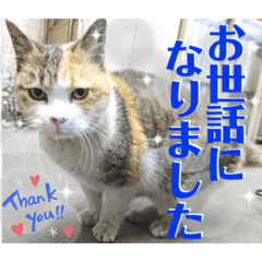 [LINEスタンプ] かわいいみーちゃん★
