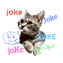 [LINEスタンプ] おとこっぽい ニャンズ